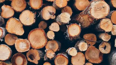 GROUPEMENTS FORESTIERS : LES AVANTAGES FISCAUX