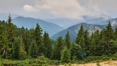 QUELLE PLACE POUR LES GROUPEMENTS FORESTIERS AU SEIN D’UN PATRIMOINE ÉQUILIBRÉ ?