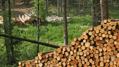 Qu’est-ce qu’un Groupement Forestier ?