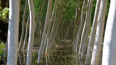 Forest Invest achète le Domaine du Chardonnet