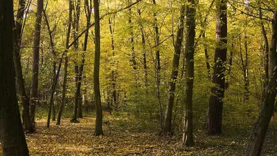 Investir dans une forêt de feuillus