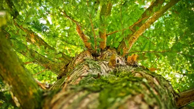 Pourquoi et comment créer un groupement forestier ?