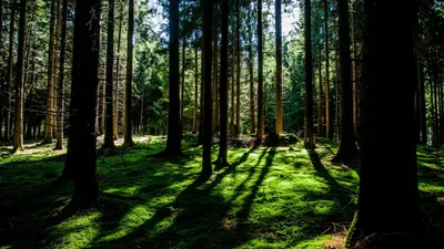 Comment investir dans un groupement forestier ?