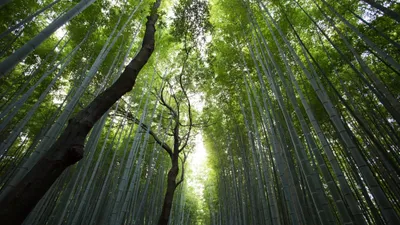 Pourquoi investir dans un groupement foncier forestier ?