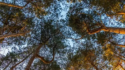 Comment devenir associé d'un groupement forestier ?