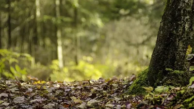 Comment sortir d'un Groupement Forestier ?