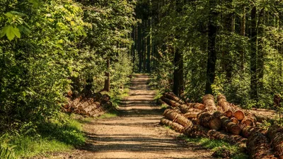 Les bois et forêts bénéficient d’une exonération partielle sur l’IFI, sous conditions