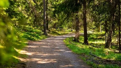 Forêts du Morvan : de nouvelles essences et une gestion différente