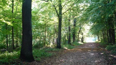 L'investissement en forêt, une valeur sure année après année