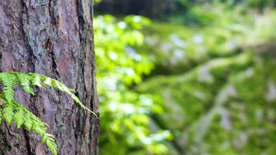 Le Groupement Forestier, une démarche citoyenne