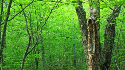 Covid-19 : quels impacts pour les Groupements Forestiers ?