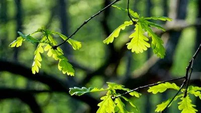 Les Groupements Forestiers : de la Forêt Française à nos utilisations quotidiennes, découvrez le cheminement de la filière-bois