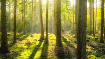 Les Groupements Forestiers : pourquoi investir dans une forêt est intéressant ?