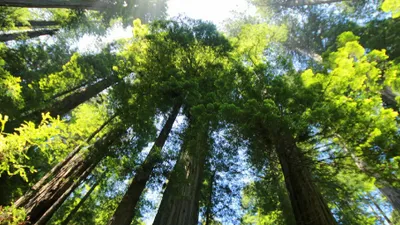 LA GESTION DURABLE OU COMMENT PROTÉGER LA FORÊT