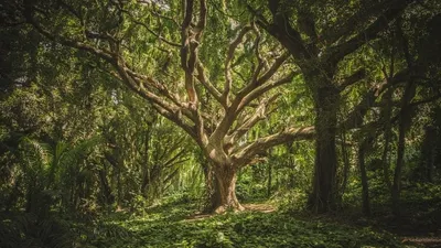 « Le Génie des arbres » : un documentaire inédit sur les facultés étonnantes des arbres