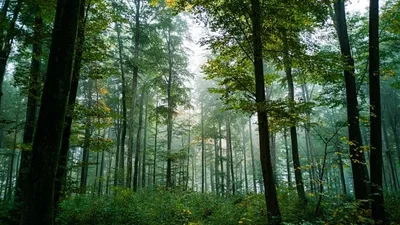 Pourquoi est-il intéressant d’investir dans la forêt ?