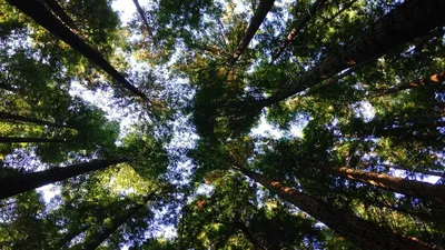 Quel sera l'impact de la crise sur l'investissement forêt? Echange avec Arnaud Filhol