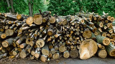 La forêt, le coffre-fort vert ! Echange avec Frédéric Raymond