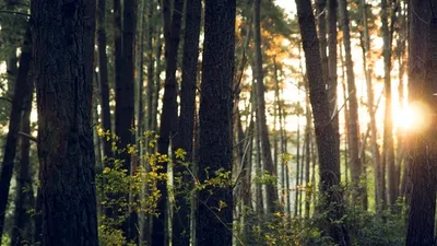 Découvrir le GFI France Valley Forêts I