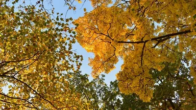 Top 10 des plus belles forêts de France