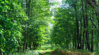 Comment se constituer un Groupement Forestier sur-mesure ?
