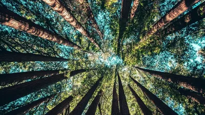 France Valley : premier investisseur forestier privé en France ! Échange avec Arnaud Filhol