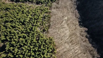 L’Éthiopie plante 350 millions d’arbres en 12 heures, un nouveau record mondial !