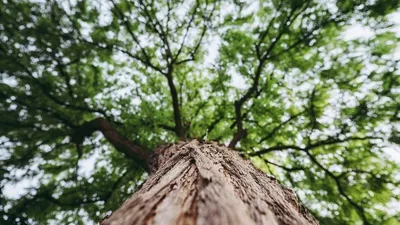Sylvestre Coudert : l’investissement en forêt en réponse à un modèle nature