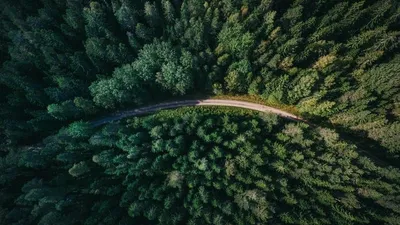 Festival des Forêts en Île-de-France, l’évènement à ne pas rater !