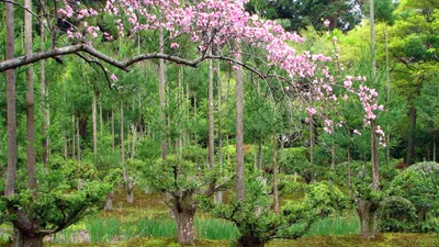 Daisugi, produire du bois sans couper des arbres
