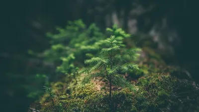 Les initiatives d'entreprises françaises en faveur du processus de reforestation ne doivent pas tomber dans le piège du greenwashing