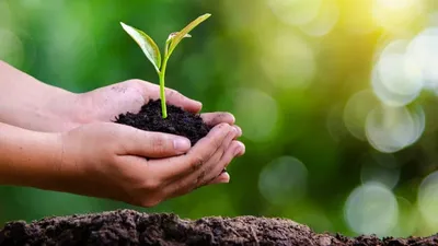 Pourquoi est-il intéressant d’investir dans un groupement forestier  ?