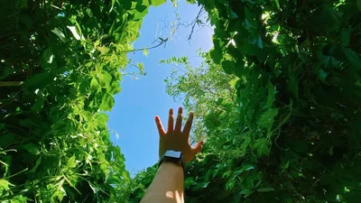 Reforestation : les initiatives des entreprises françaises