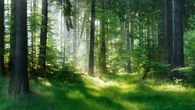 Investir dans un groupement forestier permet d’obtenir des avantages fiscaux