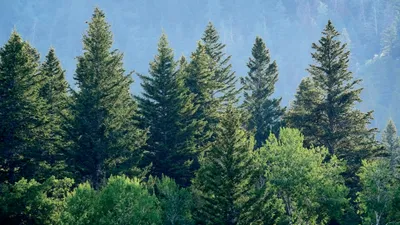 La filière bois dévoile ses dix engagements pour la neutralité carbone