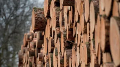 La filière bois au cœur de la transition écologique