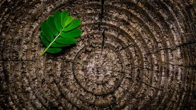 Filière forêt-bois : 81 % des Français sensibles à la construction responsable !