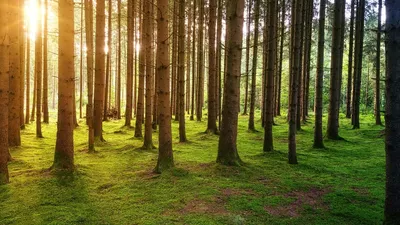 GFI FORECIAL : Fiducial Gérance lance son 1er Groupement Forestier d’Investissement !