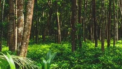 Forêt : plus 9 000 espèces d’arbres restent à découvrir