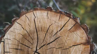 Transformation du bois : focus sur les étapes essentielles