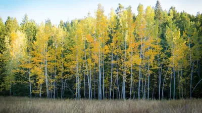 CŒURFOREST : Sogenial Immobilier lance son premier groupement forestier d’investissement !