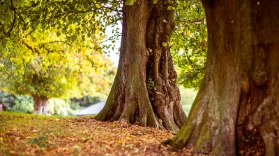 Le GFI FORECIAL acquiert un massif forestier de 150 ha