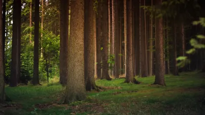 Le GFI FORECIAL acquiert une forêt de 68 ha à Breteau (45)