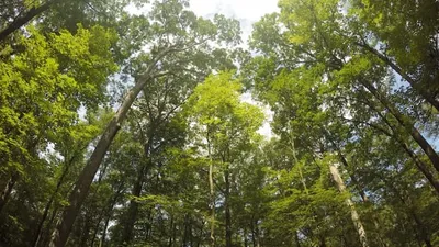 Le GFI Epiforêt 1 acquiert le Bois des Plains (41)