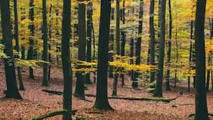 GFI Epiforêt 1 : une 2<sup>e</sup> forêt à son actif !