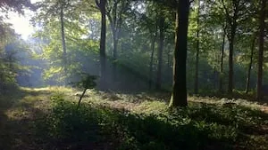 GFI FORECIAL en croissance : Deux nouvelles forêts acquises !