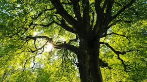 Offrez-vous une expérience unique avec un Groupement Forestier et découvrez La vie secrète des arbres