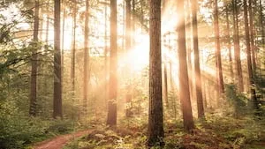 Le GFI FORECIAL étend son patrimoine forestier avec l'acquisition de deux nouvelles forêts!