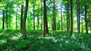 FORECIAL 2 : Le nouveau Groupement Forestier d'Investissement de FIDUCIAL Gérance