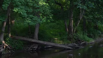 Découverte du Bois des Brosses : une acquisition prometteuse pour le GFI France Valley Forêts I